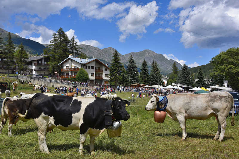 mucche e montagne